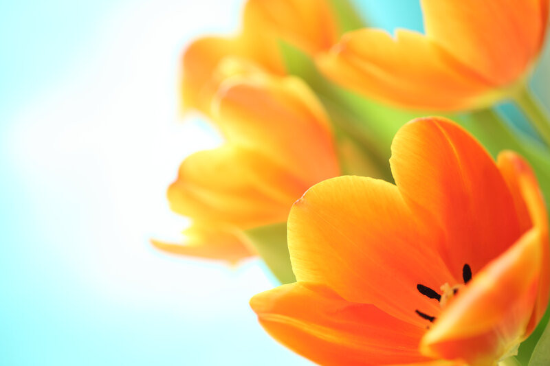 Orange Tulip Flowers — Bright, Morning