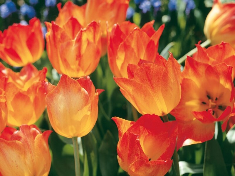 Orange Tulip Flowers — Bright, Spring