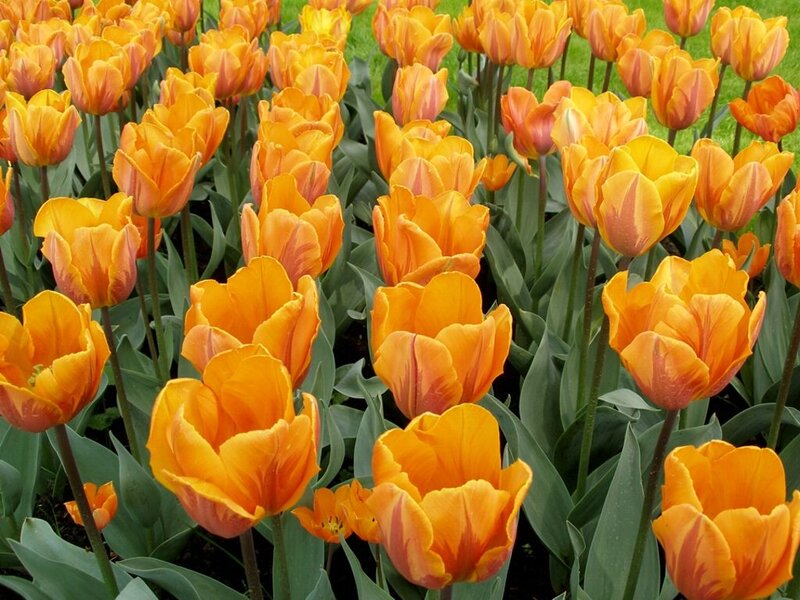 Orange Tulip Flowers — Bright
