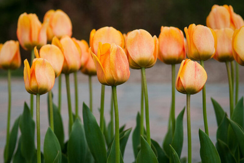 Orange Tulip Flowers — Calm, Spring, Photograph, Green Stems