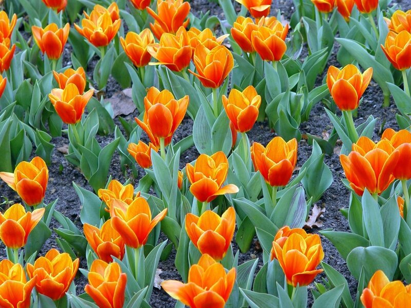 Orange Tulip Flowers — Calm, Spring, Photograph