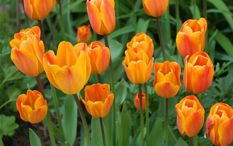 Orange Tulip Flowers — Calm