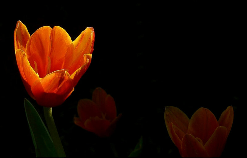 Orange Tulip Flowers — Dramatic