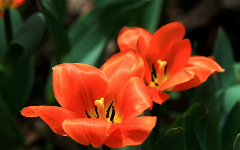 Orange Tulip Flowers — Natural