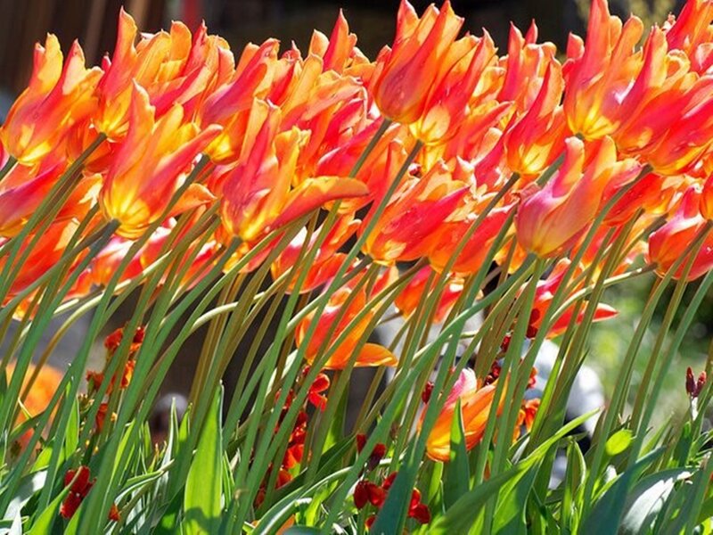 Orange Tulip Flowers — Red, Vibrant