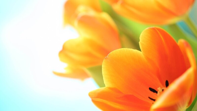 Orange Tulip Flowers — Serene, Morning