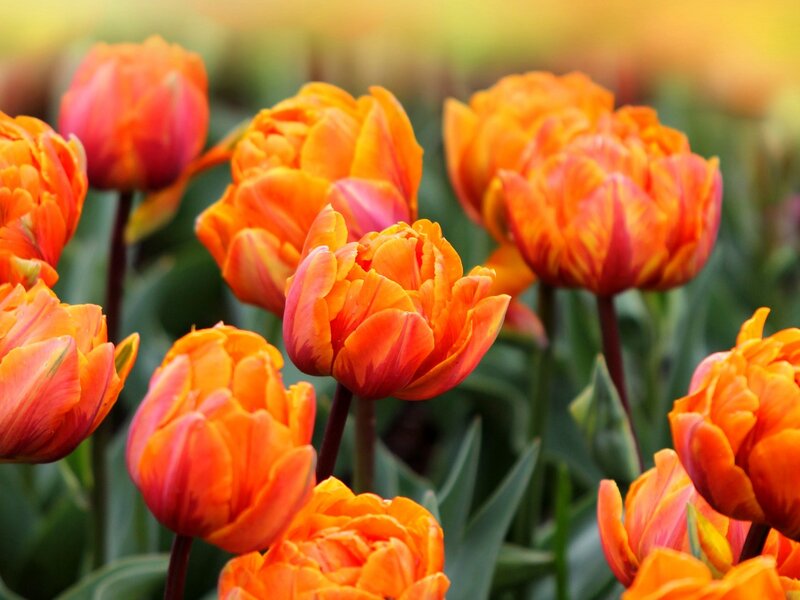 Orange Tulip Flowers — Serene, Spring, Photograph, Green Leaves