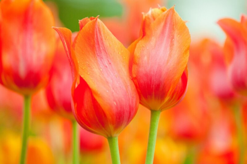 Orange Tulip Flowers — Serene, Spring, Photograph, Green Stems