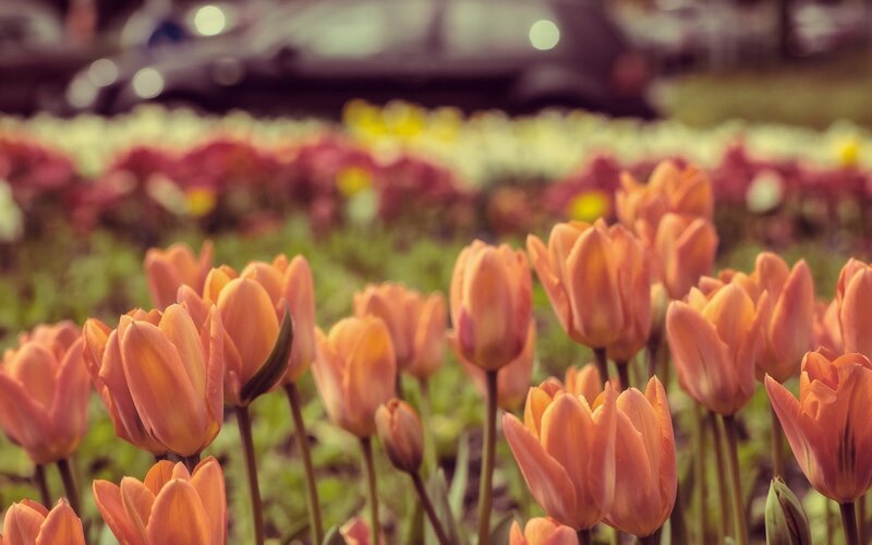 Orange Tulip Flowers — Serene, Spring, Photograph, Greenery