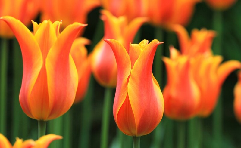Orange Tulip Flowers — Serene, Spring, Photograph
