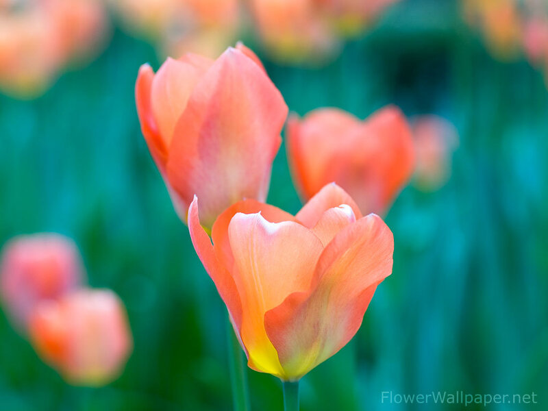 Orange Tulip Flowers — Serene