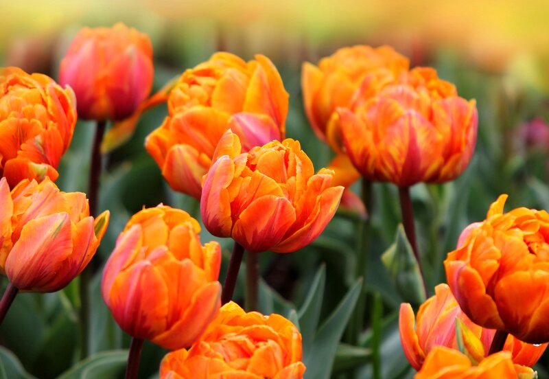 Orange Tulip Flowers — Vibrant, Spring, Photograph, Green Leaves, Flower Buds