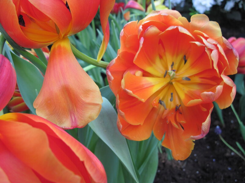 Orange Tulip Flowers — Vibrant, Spring, Photograph, Green Leaves