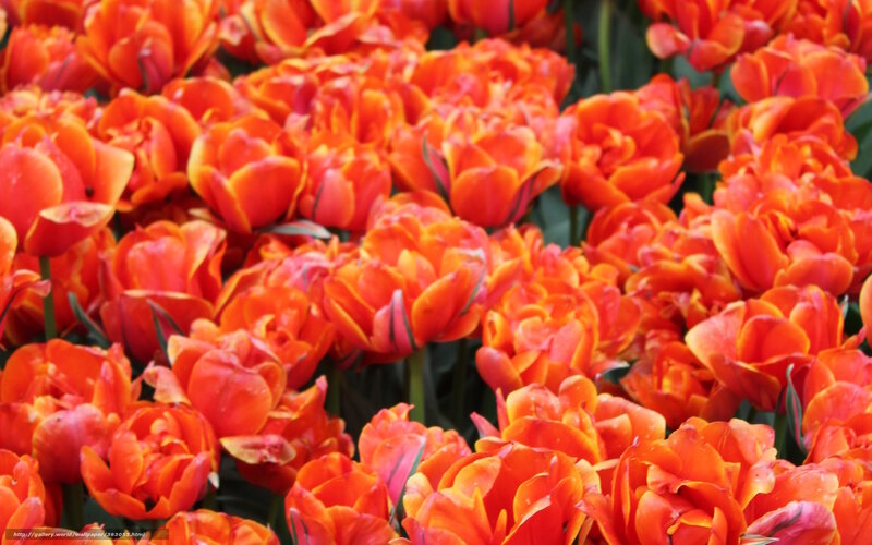 Orange Tulip Flowers — Vibrant, Spring, Photograph, Green Stems