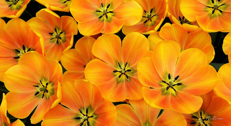 Orange Tulip Flowers — Vibrant, Spring, Photograph, Petals