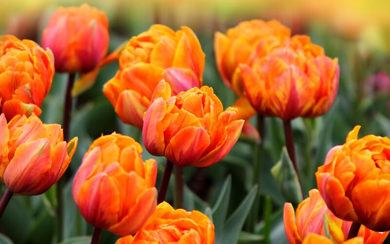 Orange Tulip Flowers — Vibrant, Spring, Photograph