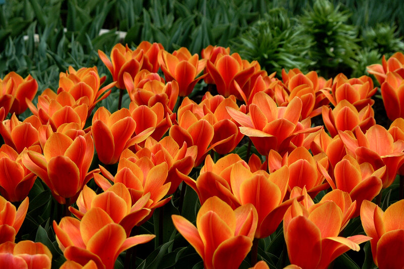 Orange Tulip Flowers — Vibrant, Spring