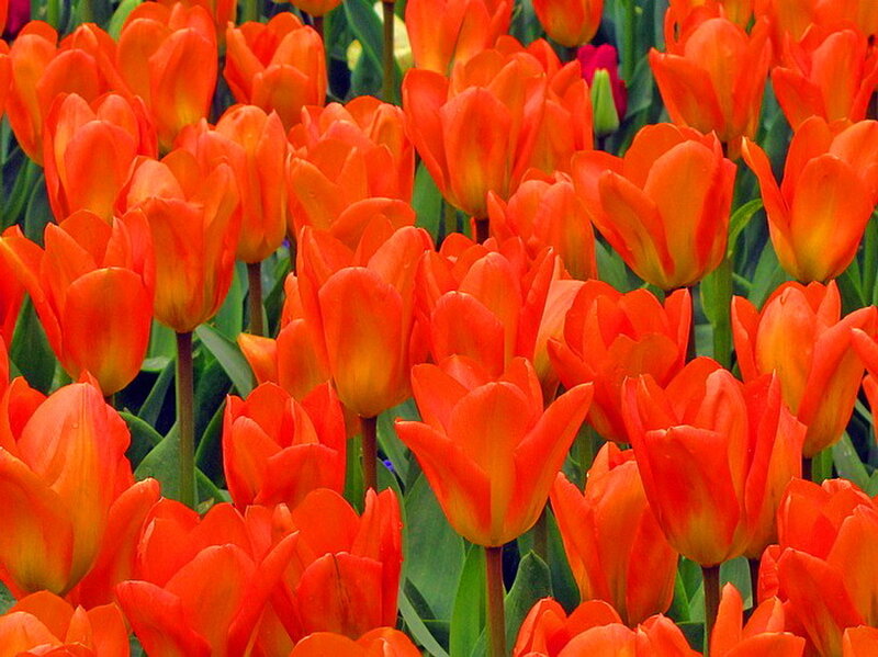 Orange Tulip Flowers — Vibrant