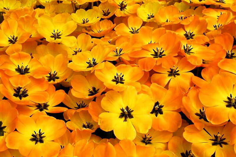 Orange Tulip Flowers — Yellow