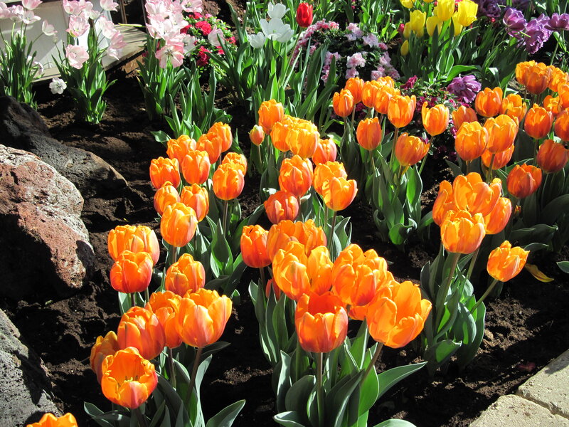 Orange Tulip Garden