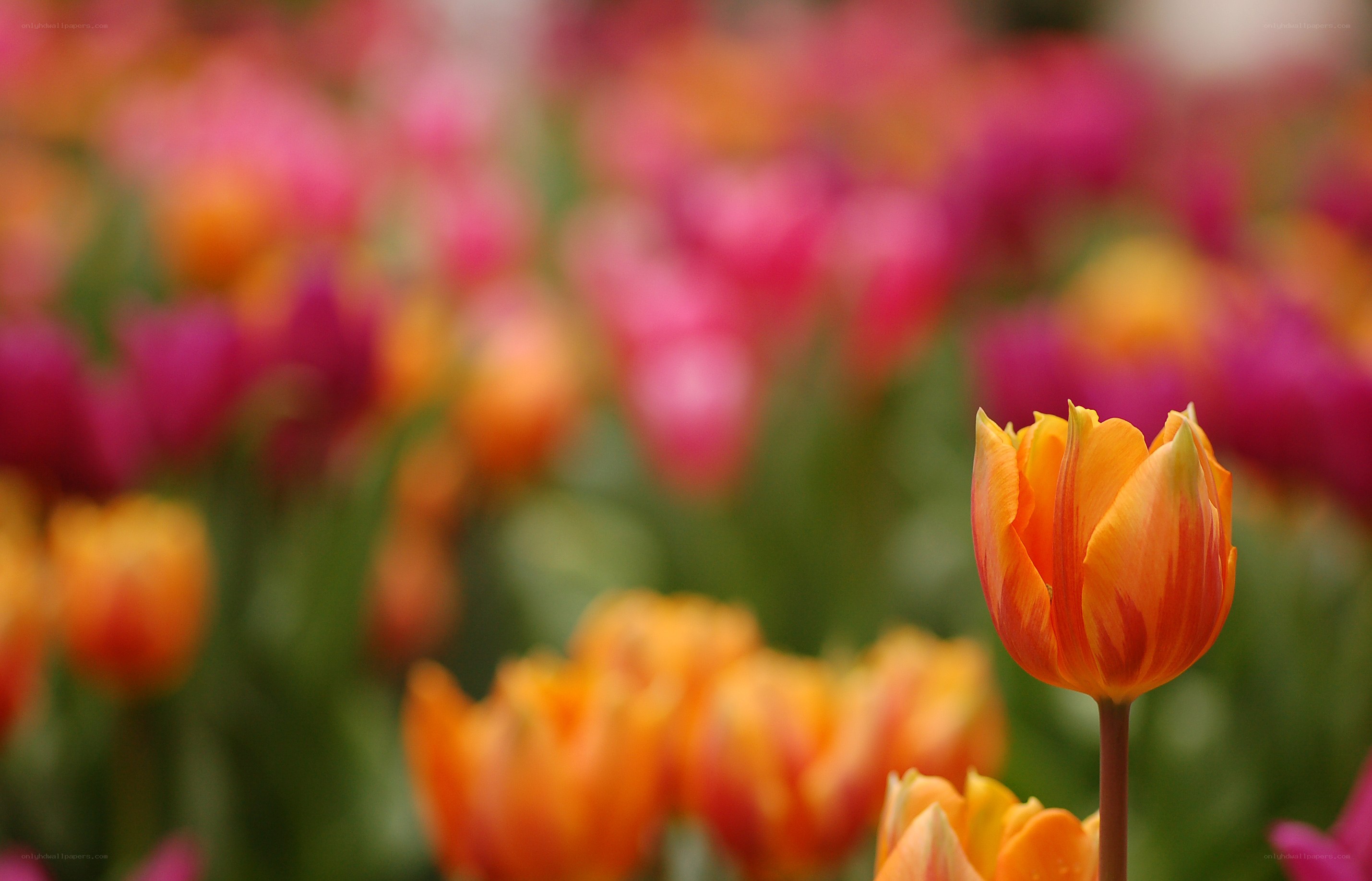 Orange tulip in a flower field