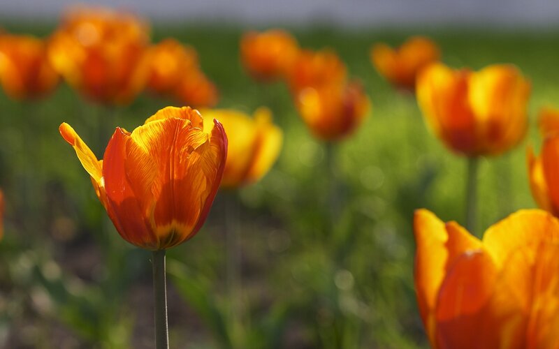 Orange Tulip in Field — Serene
