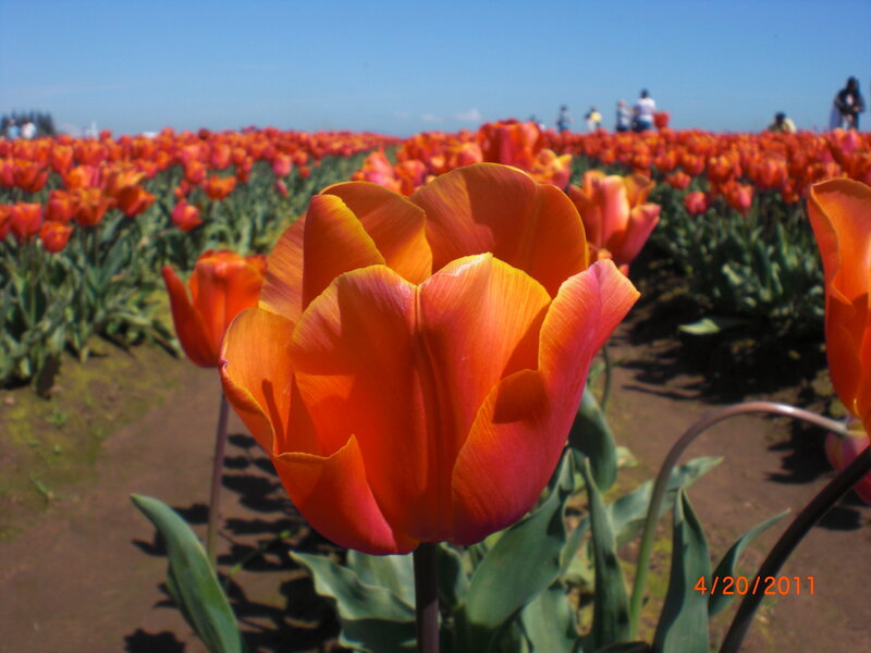 Orange Tulip in Field