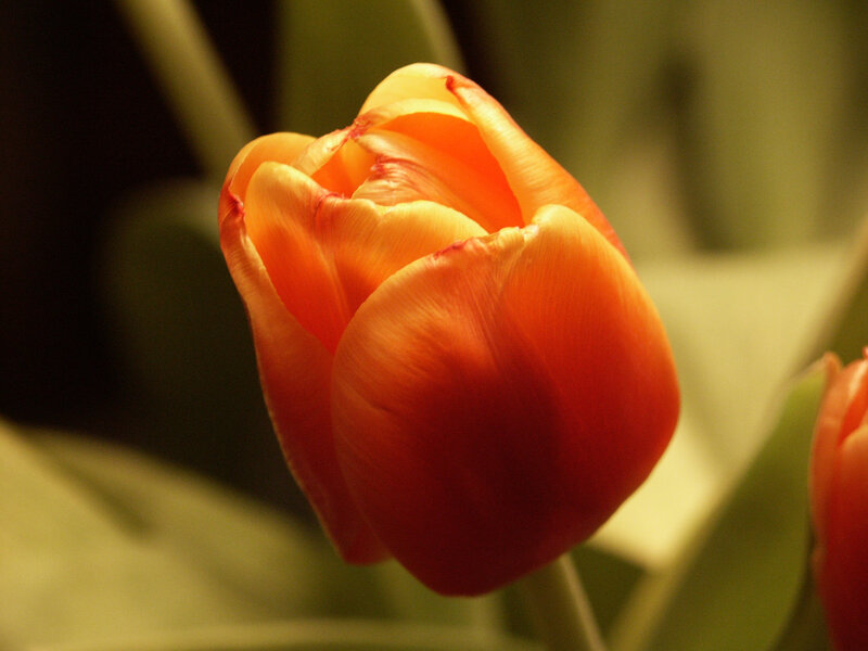 Orange tulip in soft light