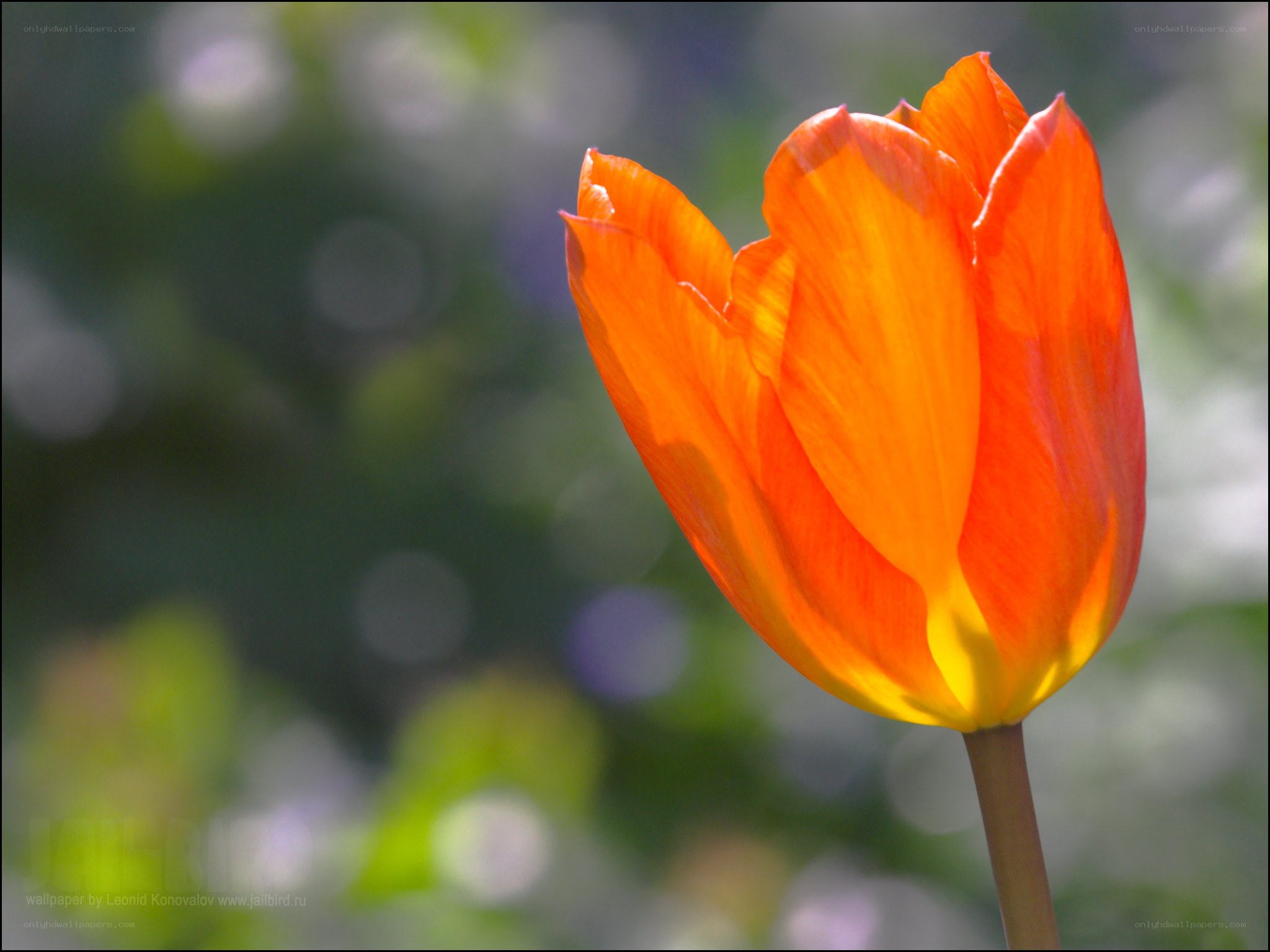 Orange tulip in sunlight