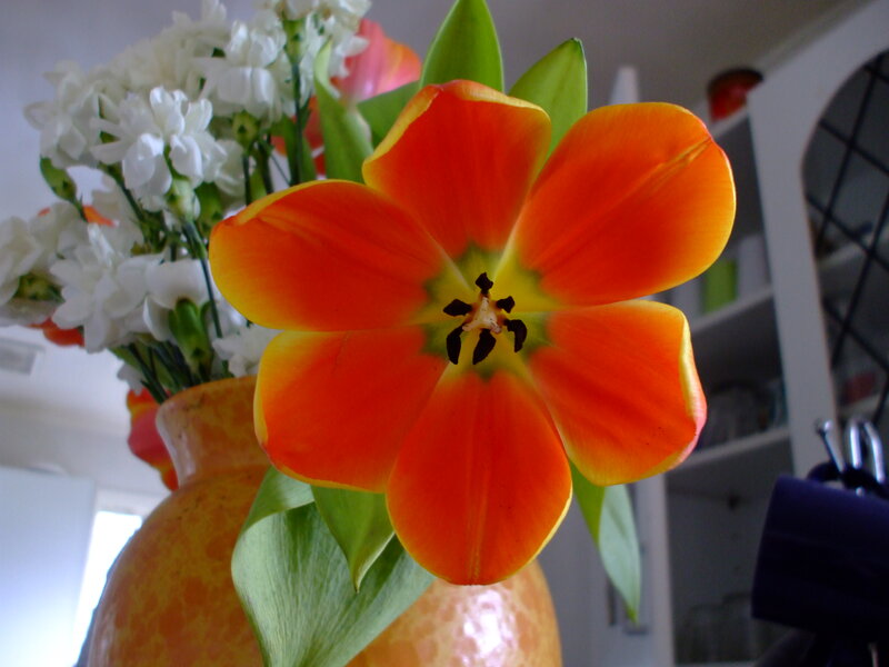Orange Tulip in Vase