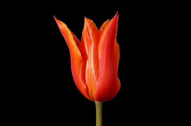 orange tulip on black background
