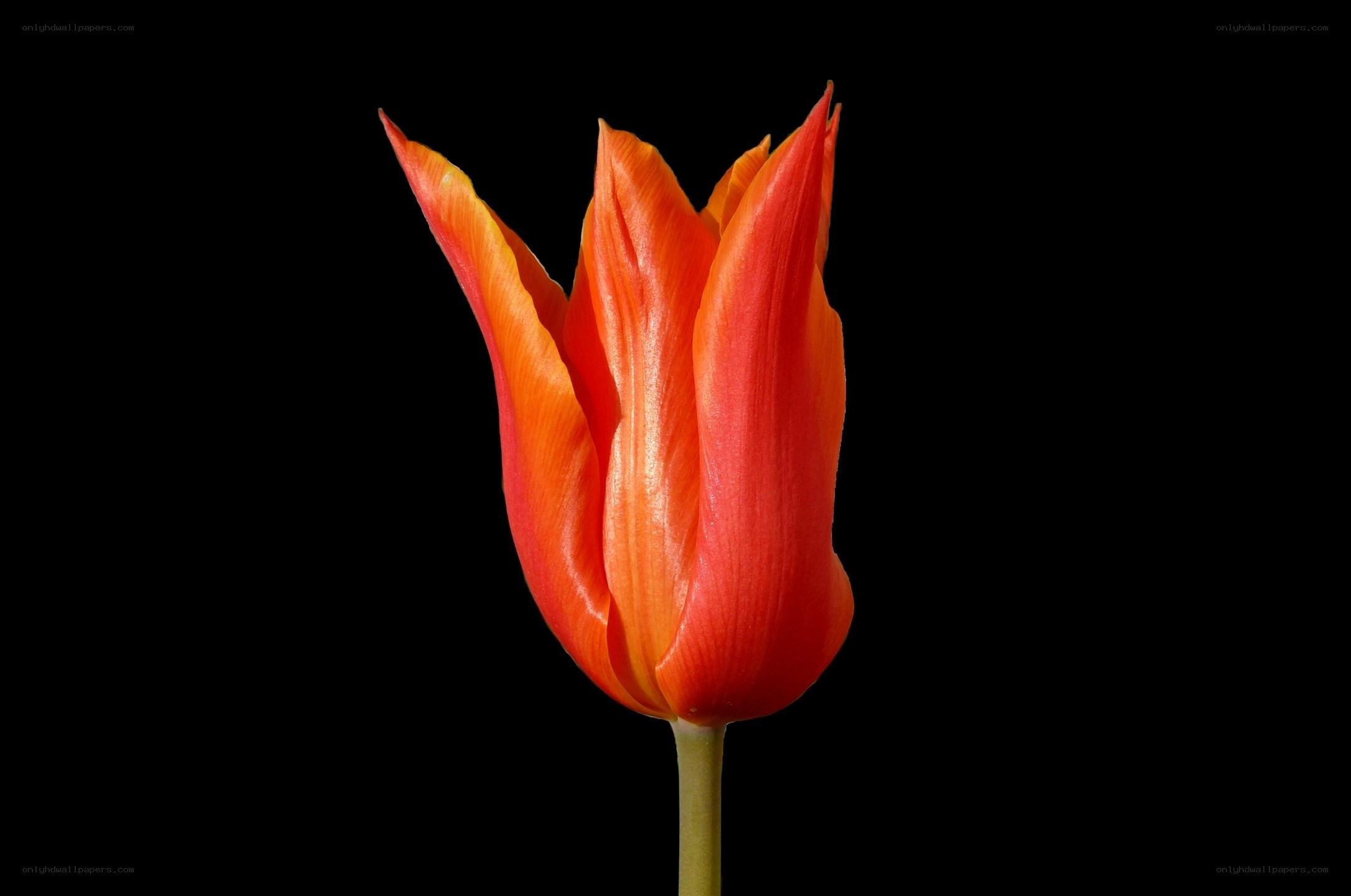 orange tulip on black background