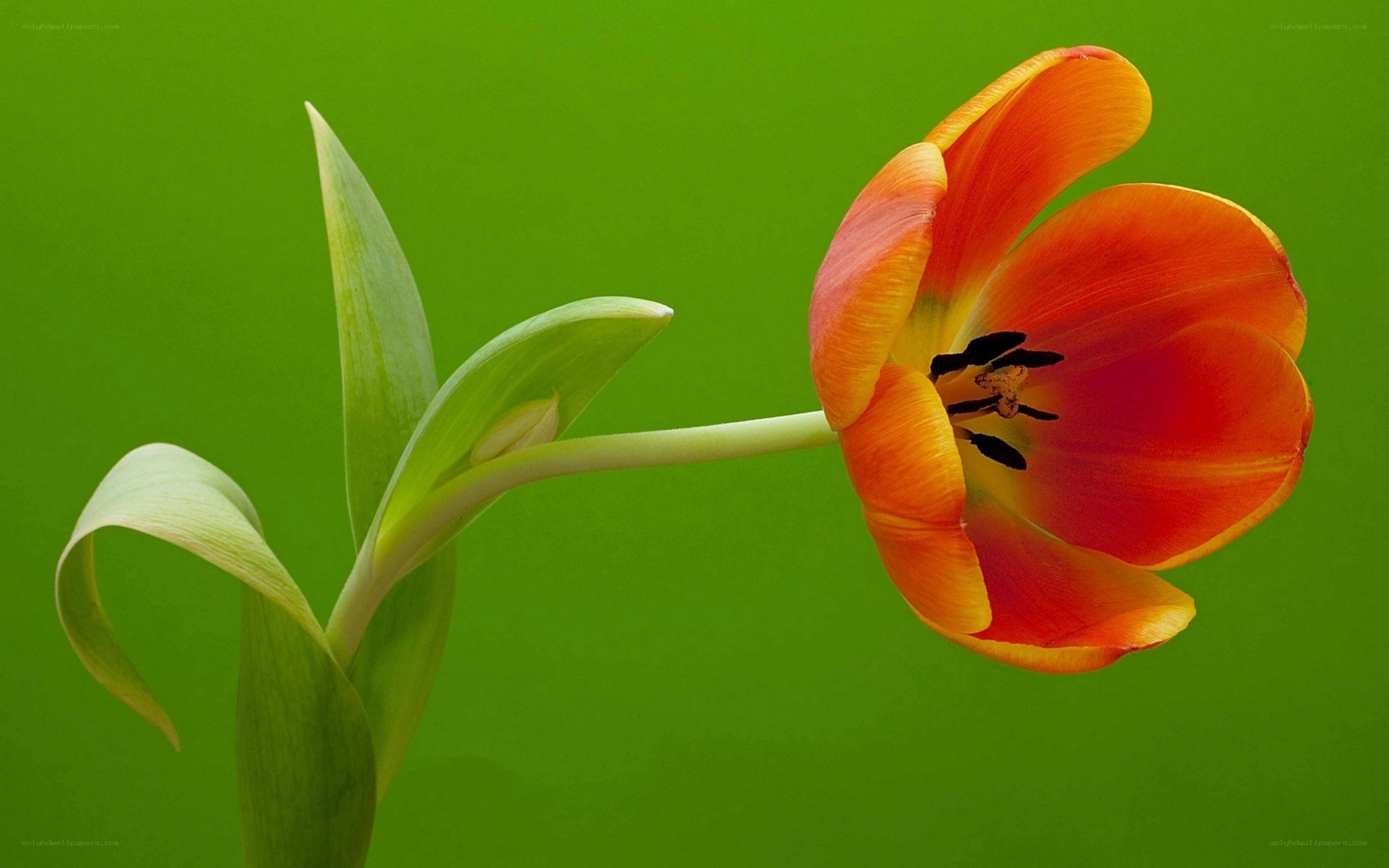 Orange tulip on green background