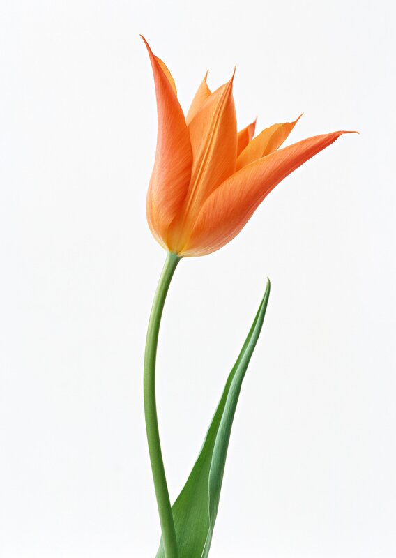 orange tulip on white background