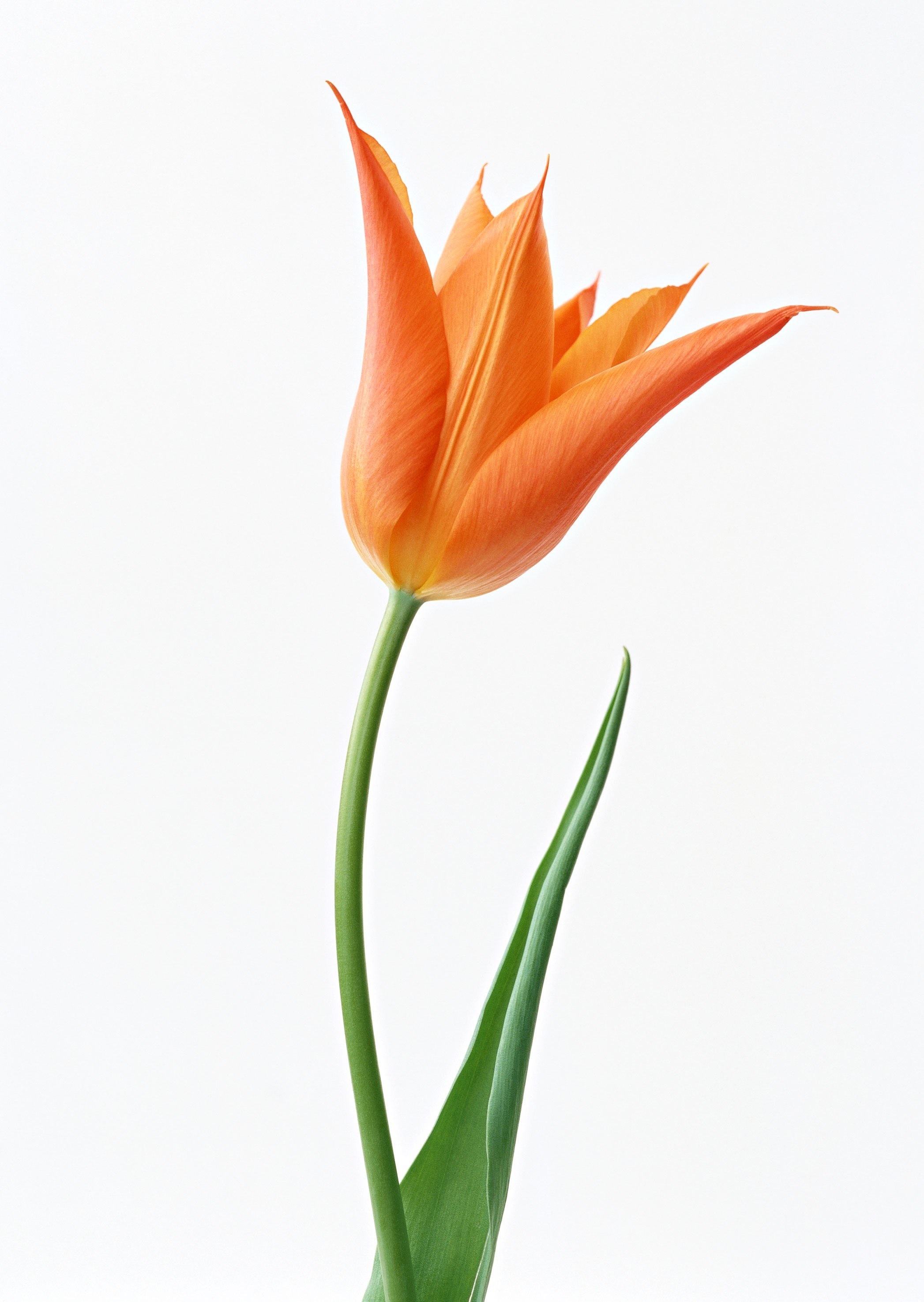 orange tulip on white background