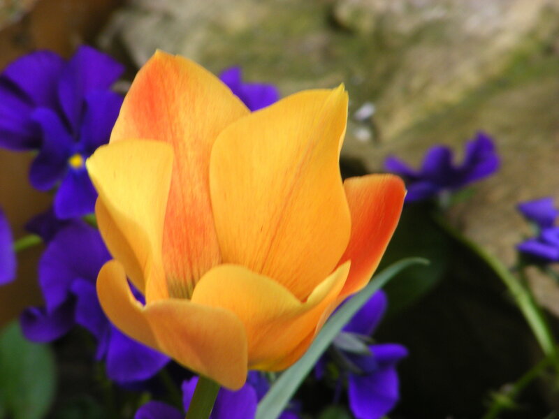 Orange tulip with purple flowers