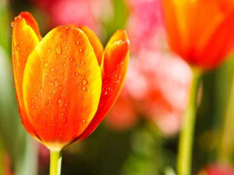 Orange Tulip with Water Droplets