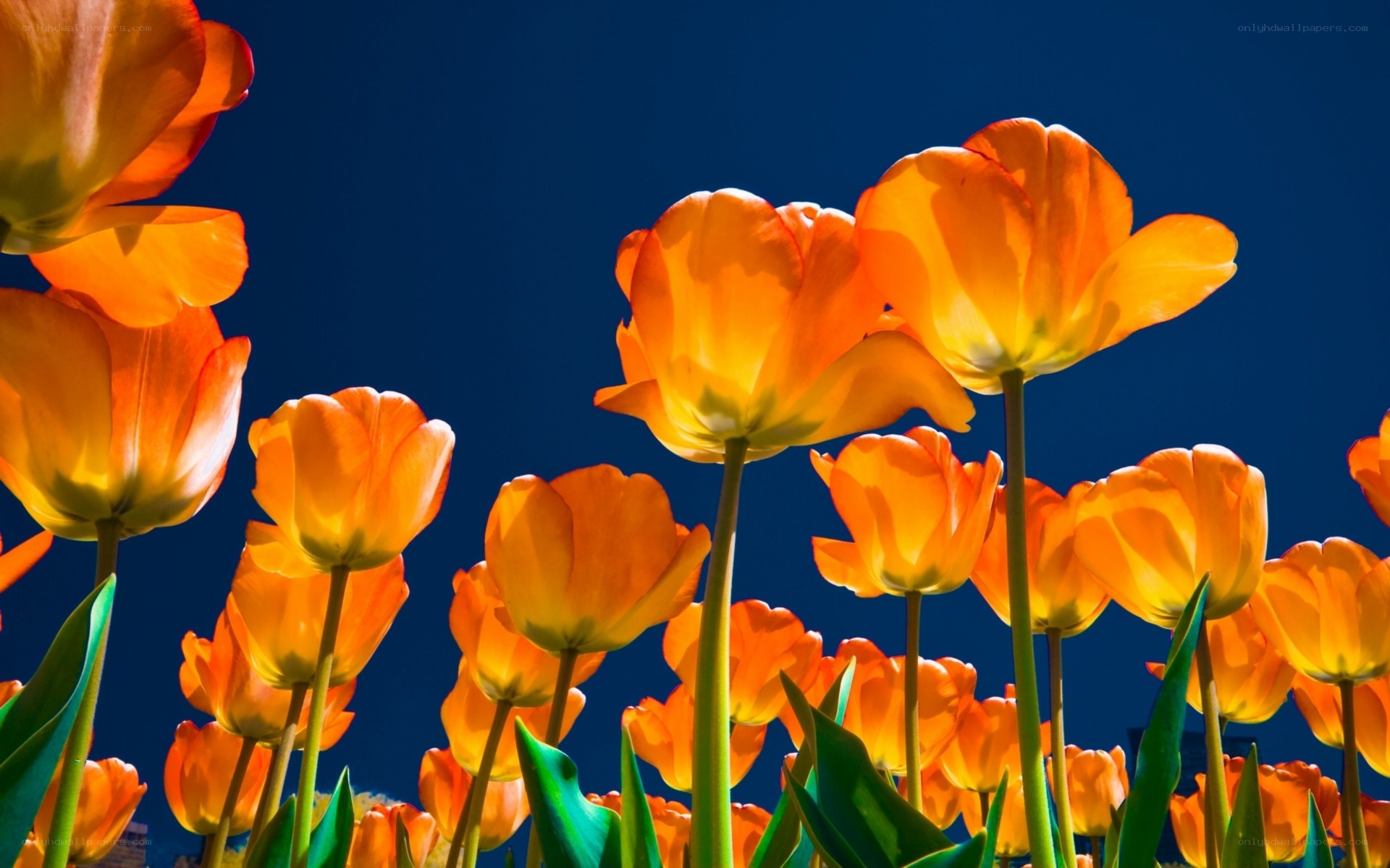 Orange tulips against blue sky