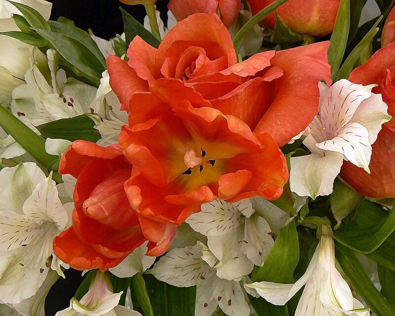 Orange Tulips and Alstroemeria
