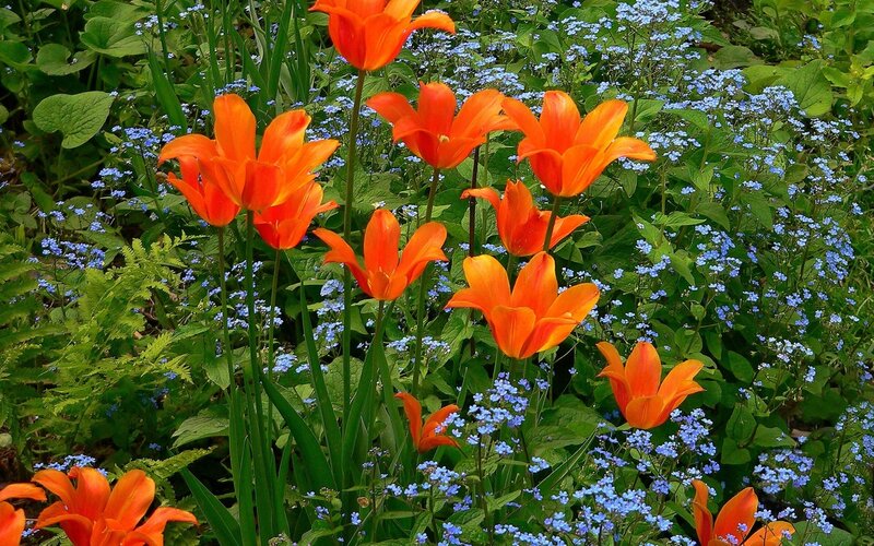 Orange Tulips and Blue Flowers — Serene, Spring