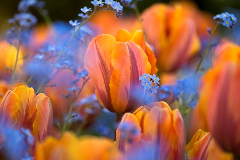 Orange Tulips and Blue Flowers — Serene