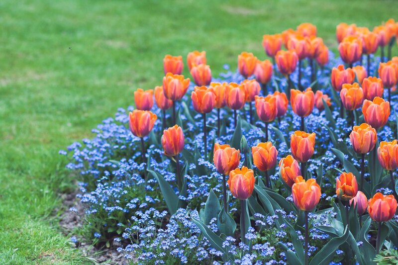 Orange Tulips and Blue Flowers