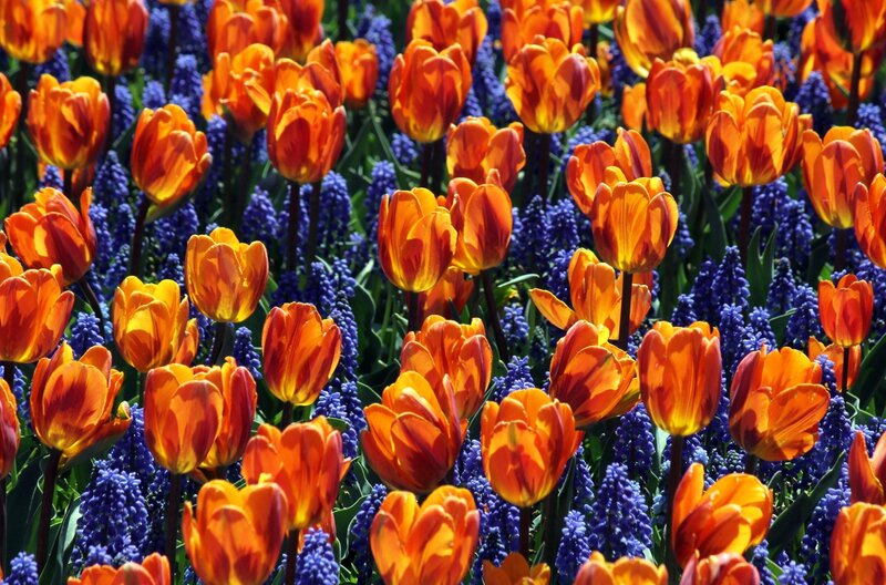 Orange tulips and blue muscari