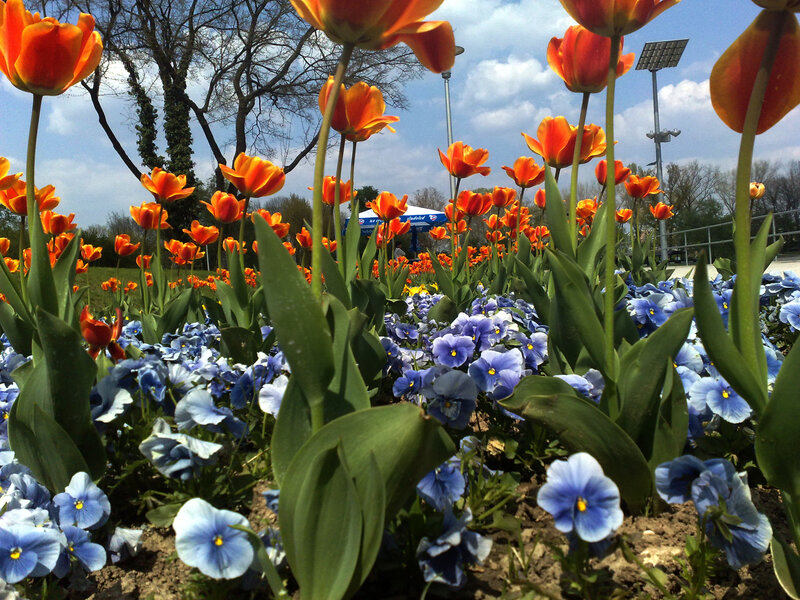 Orange tulips and blue pansies in bloom