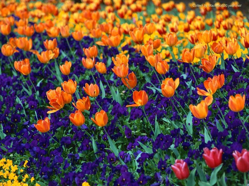 Orange Tulips and Pansies