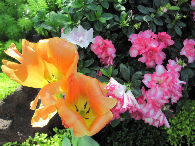 Orange Tulips and Pink Azaleas
