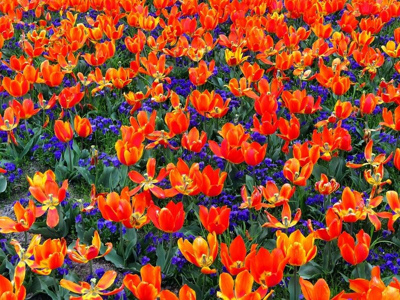 Orange Tulips and Purple Flowers