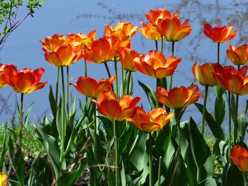 Orange tulips by the water