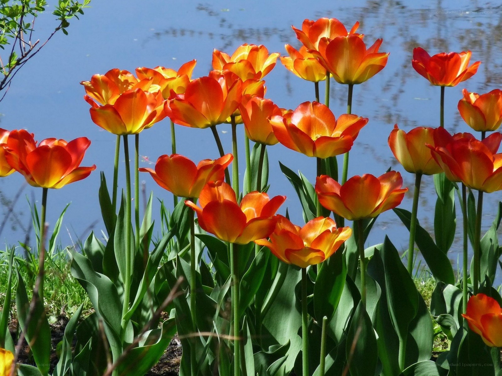 Orange tulips by the water