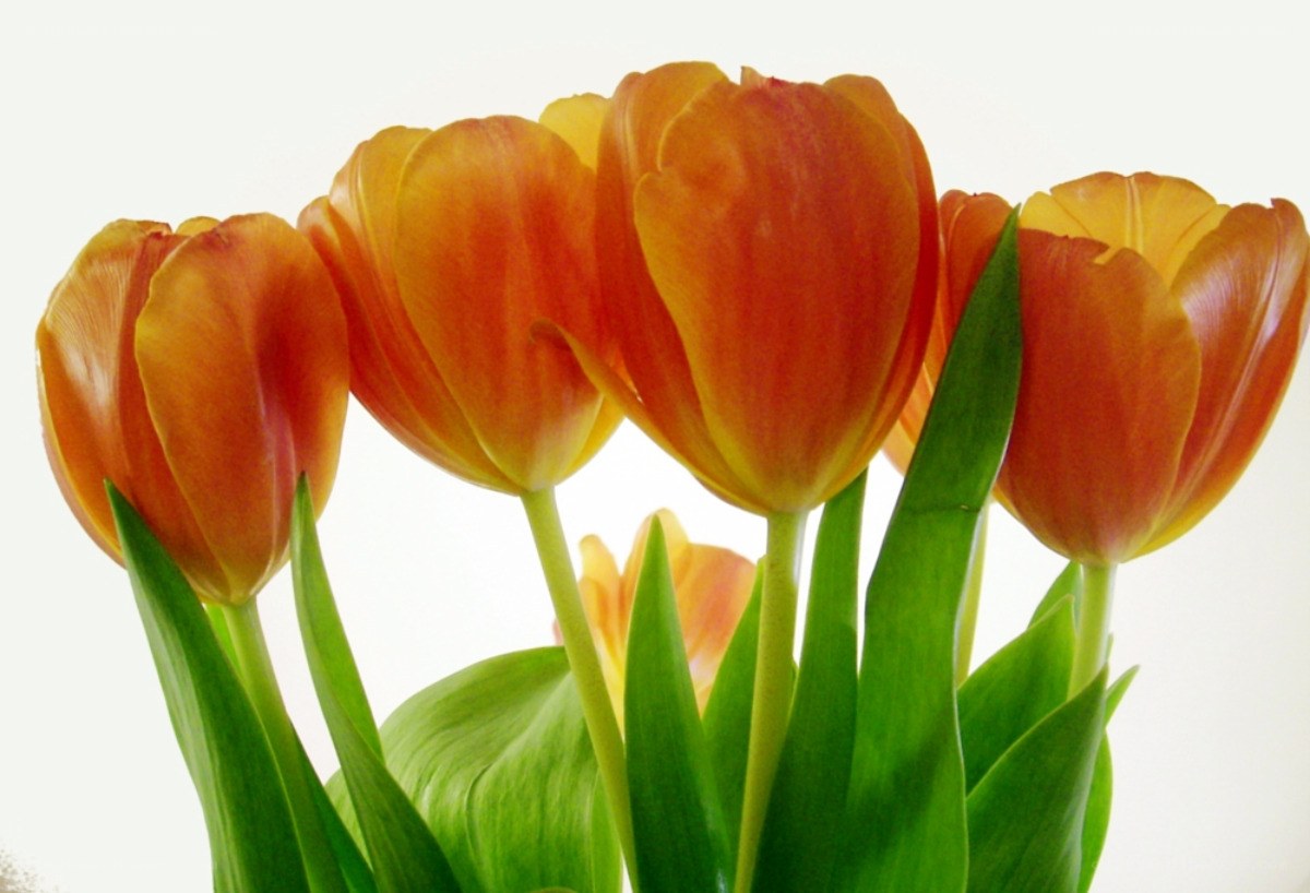 Orange tulips in a bouquet